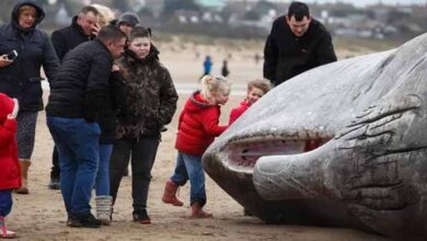 Photo of Rescuers Examined This Dead Sperm Whale. You Won’t Believe What They Found in its Stomach