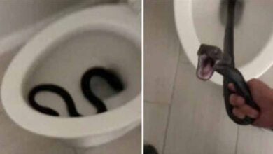 Photo of Woman returns from vacation and finds a large snake waiting in her toilet — watch the video