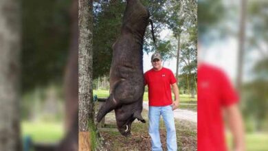 Photo of Man Shoots 820-Pound Creature In His Front Yard, Quickly Realizes What It Is