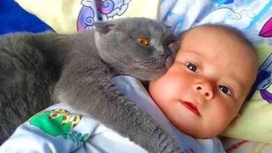 Photo of Cat Won’t Let Baby Sleep Alone – When Parents Discover Why They Call The Police
