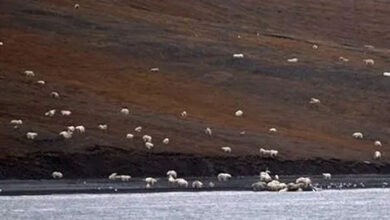 Photo of Tourists Thought They Were Approaching A Flock Of Grazing Sheep, Had No Idea How Wrong They Were