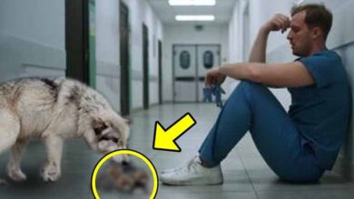Photo of A Crying Wolf Placed a Lifeless Creature at the Doctor’s Feet, Then a True Miracle Happened
