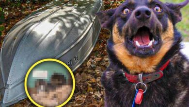 Photo of This Man’s Dog Lured Him To an Abandoned Boat, What He Found Hiding Underneath Left Him in Shock