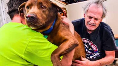 Photo of While Crying Bitterly, Grandpa Brought His Dog to be Euthanized. Then Something Unexpected Happened