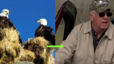 Photo of 13 Bald Eagles Discovered Dead In Field, Authorities Investigate Farmers And Determine Cause Of Death