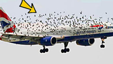 Photo of When The Pilot Realized Why The Birds Were Flying Next to The Plane, He Began To Cry