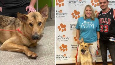 Photo of German shepherd was shot in the head in January — but now he has a loving new home