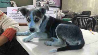 Photo of Blue puppy turns up at animal hospital and stuns vets