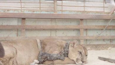 Photo of Circus lion was locked up for 20 long years, now watch his reaction when he’s released