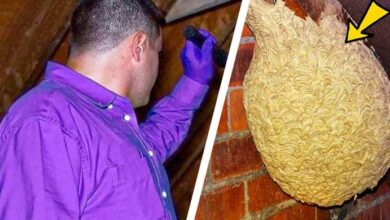 Photo of Man Thinks He Found “Hornets” Nest In Attic – Turns Pale When He Realizes What’s Inside