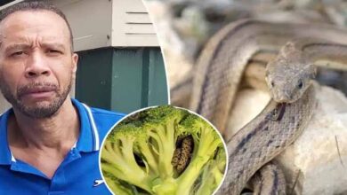 Photo of Man is Horrified to Find a Ladder Snake Inside a Bag of Broccoli He Purchased from an Aldi