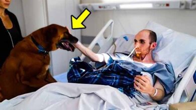 Photo of This Man Was Dying of Cancer. How His Childhood Dog Said Goodbye To Him is Tear-jerking