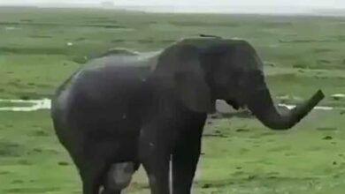 Photo of Tourist spots elephant giving birth and hits record, but then the herd comes charging in