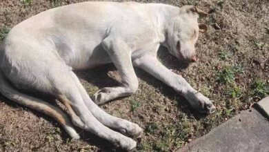 Photo of Abandoned Dog Scans Every Yard Hoping To Find His Long-Lost Family