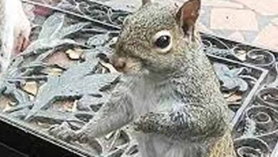 Photo of Squirrel knocks on family window every day… 8 years later they realize what she’s trying to show them