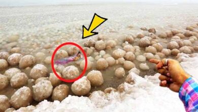 Photo of Beachcomber Finds Weird-Looking ‘Balls’ On Beach – He’s Shocked When He Sees What They Really Are