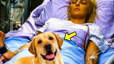 Photo of This Faithful Dog Was Heartbroken When His Owner Passed Away, Then The Unthinkable Happened