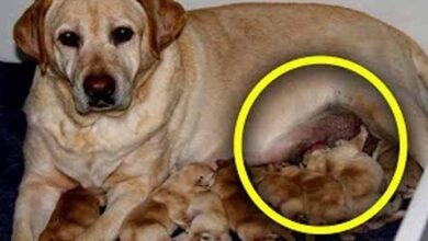 Photo of Golden Retriever Gives Birth To Something Unbelievable, Its Owner is Shocked