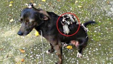 Photo of Dog brought home an unusual creature on its back. You won’t believe it when you see who it was