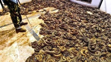 Photo of Man Finds Room Full Of Snakes – He Calls Police When He Realizes They Are Protecting Something