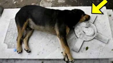 Photo of Loyal Dog Slept By His Owner’s Grave For 12 Years, Then Something Unbelievable Happened