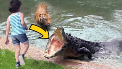 Photo of Crocodile Grabbed A Girl And Dragged Her Into The Water. No One Could Imagine What Would Happen Next