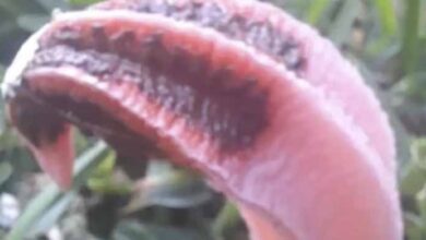 Photo of Woman Is Desperate To Learn What This “Horrible Smelling” Thing Growing In Her Yard Is