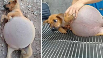 Photo of The Poor Puppy Lay in Pain With His Belly Bulging as if It Was About to Explode, Helpless Crying