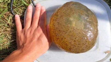 Photo of Woman Finds Strange Egg At Lake – When Expert Sees It, He Yells, This Can’t Be True