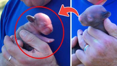 Photo of Man Finds Tiny Creature in Backyard – He Calls The Police Once He Saw What It Grew Into