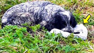 Photo of Mother Dog Sat Beside a Strange Bag & Wouldn’t Stop Crying. Man Checked It & Was So Shocked To See..