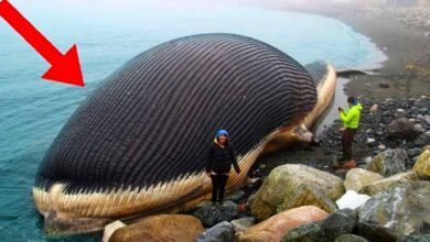 Photo of Tourists Find Massive Object Lying On Beach, They Immediately Call The Police After Discovering What