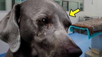 Photo of This Dog Cried When Vet Said He Had Only 1 Hour to Live. Then the Unthinkable Happened