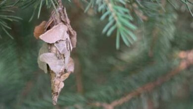 Photo of If you see these hanging from you tree, you need to know what it means