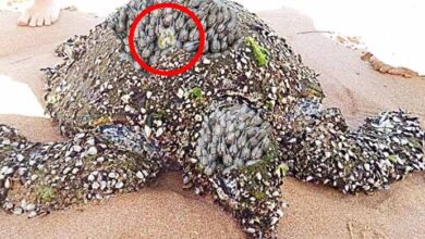 Photo of Couple Finds Strange Turtle On Beach – When They Look At His Shell They See Something Shiny