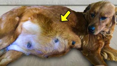 Photo of She Adopted a Pregnant Dog on Euthanasia List. When It Later Gave Birth, She Was Shocked!