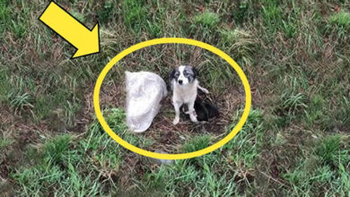 Photo of This Mother Dog Find Strange Bag & Wouldn’t Stop Crying. You Won’t Believe What Was Found Inside