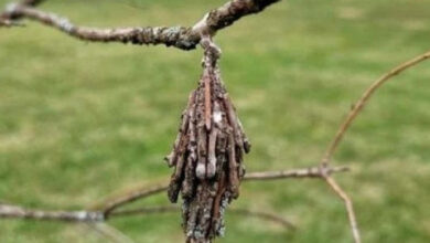Photo of Saving Your Trees from the Devastating Evergreen Bagworm Infestation
