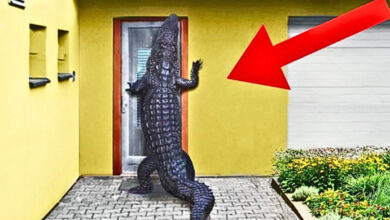 Photo of Alligator Tries To Break Into House, Neighbour Calls Police When Realizing Why
