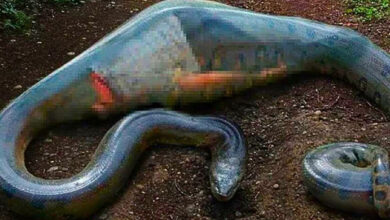 Photo of Workers Make Shocking Discovery After Capturing Giant Snake – What They Found Inside Unbelievable