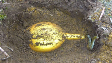 Photo of A lucky man dug up an ancient golden vase buried deep underground dating back 3,500 years. What happened right after he found it?