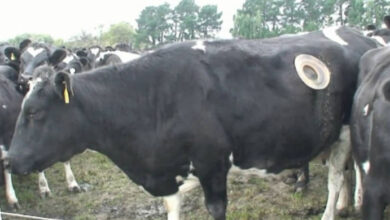 Photo of US Farmers Are Making These Giant Holes in Their Cows. The Reason? Weird Yet Helpful