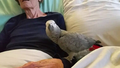 Photo of Dying woman says final goodbye to her parrot, but the bird’s reaction leaves everyone in tears