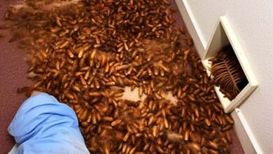 Photo of New House Smells Strange So Man Checks Vents And Find This