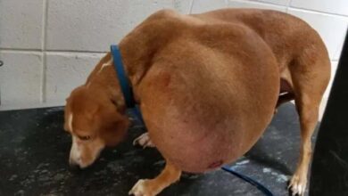 Photo of Local Shelter Stunned By Dog’s Condition But Here’s How She Looks Like Now After Being Given 2nd Chance