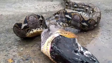 Photo of Farmer Spots Large Python Spitting Up His Meal, Devastated When He Realizes Who Is Missing