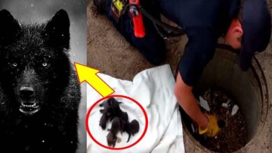 Photo of Firemen save 8 Labrador pups from drain: Then they realise they’re not dogs at all