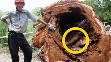 Photo of Boy Cuts Down Old Tree – What He Found Inside The Trunk Shocked The Whole World !