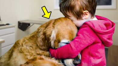 Photo of Boy Held Dog With Tumor That Was About To Be Euthanized, Then Something Heart-melting Happened!