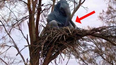 Photo of Elephant Refuses To Leave Tree – When Ranger Climbs Up And Sees This, He Calls For Backup
